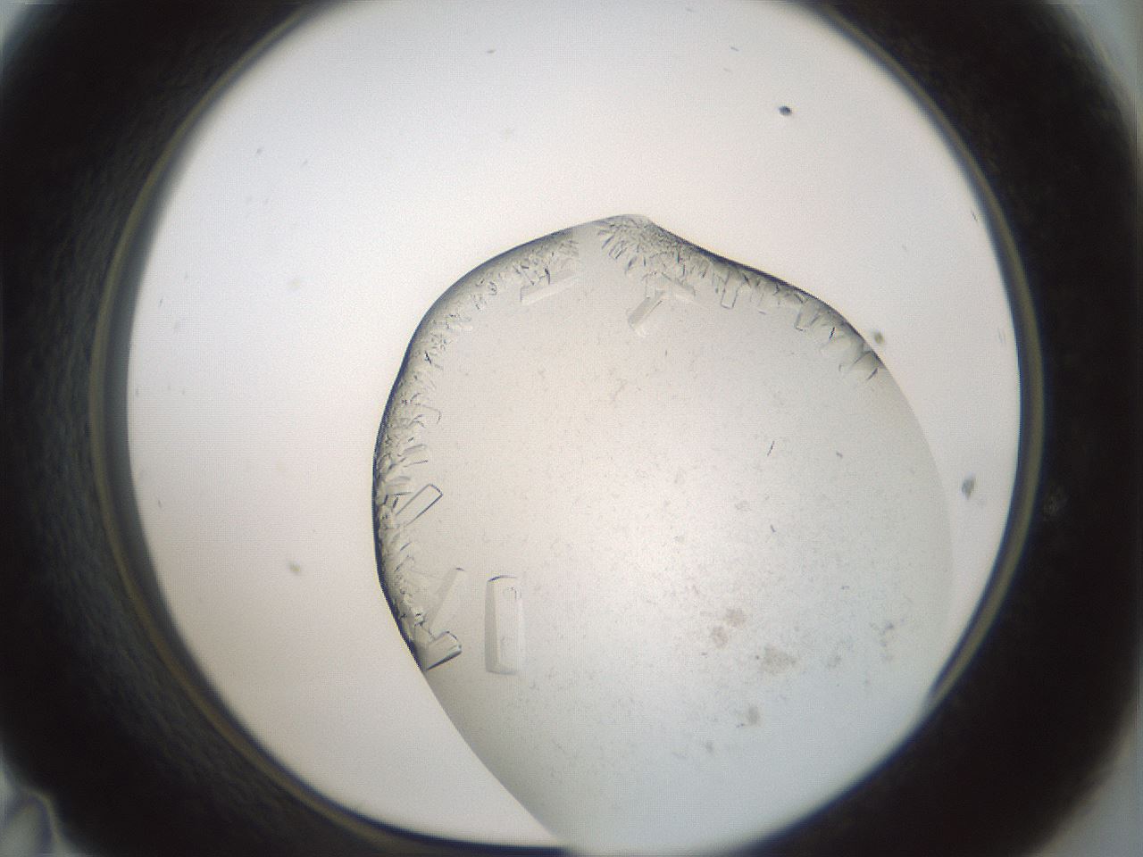 folderID196_plateID3196_batchID17947_wellNum47_profileID1_d1_r277814_ef.jpg