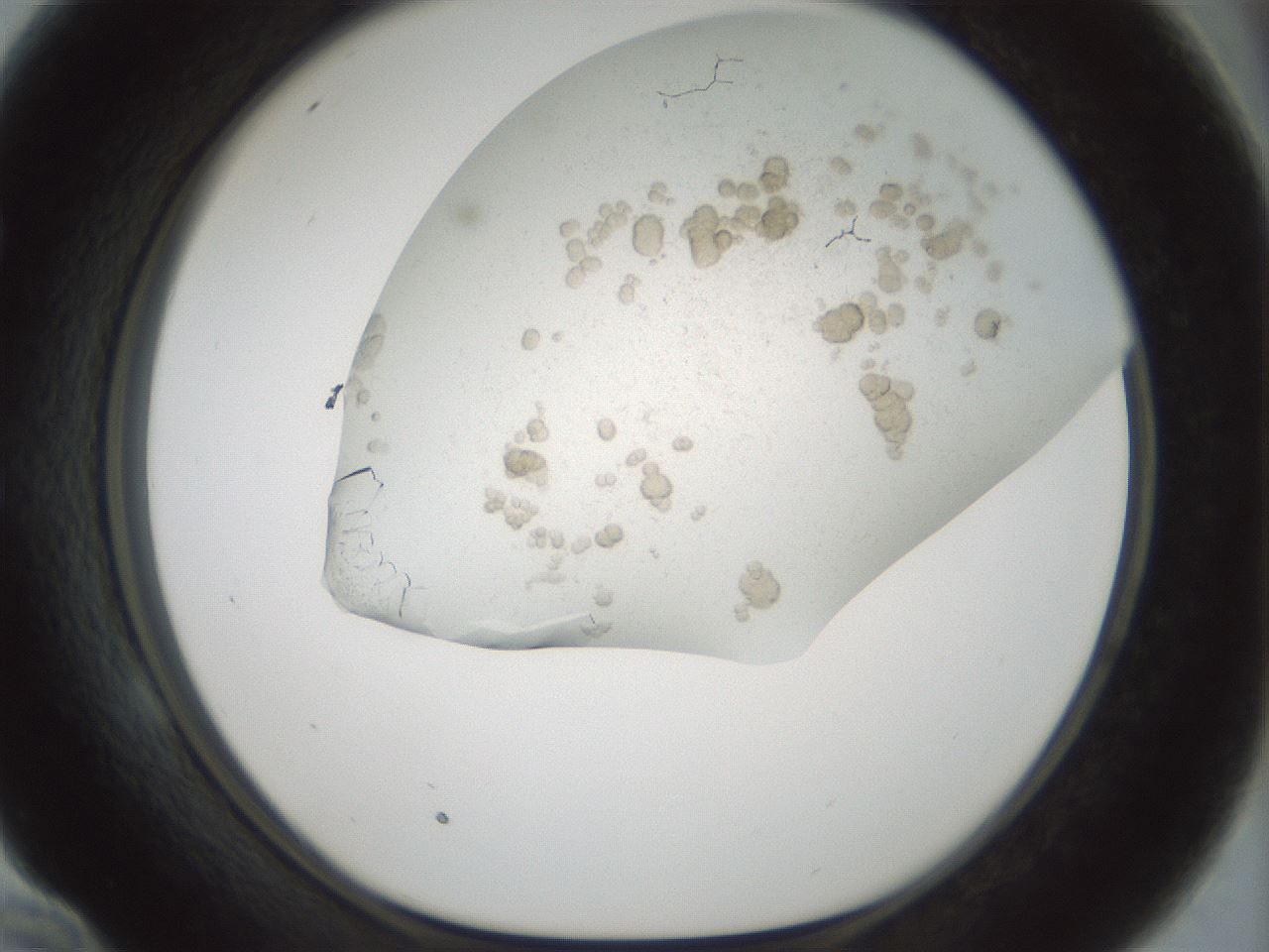 folderID196_plateID3196_batchID17947_wellNum58_profileID1_d1_r277825_ef.jpg
