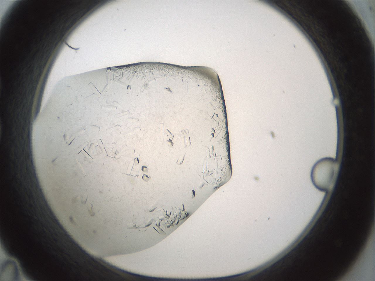 folderID196_plateID3196_batchID17981_wellNum35_profileID1_d1_r277802_ef.jpg