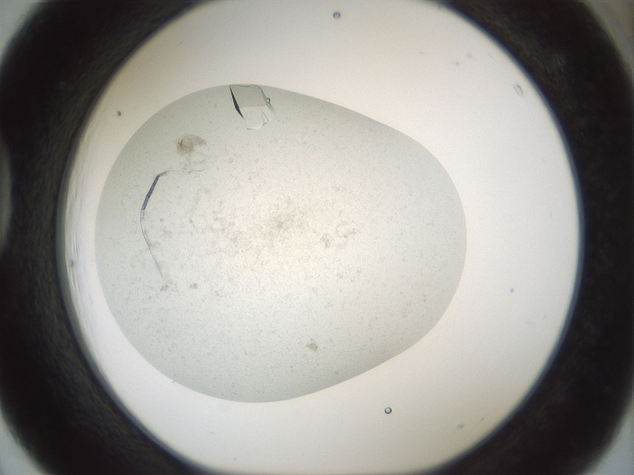 folderID196_plateID3196_batchID17981_wellNum39_profileID1_d1_r277806_ef.jpg