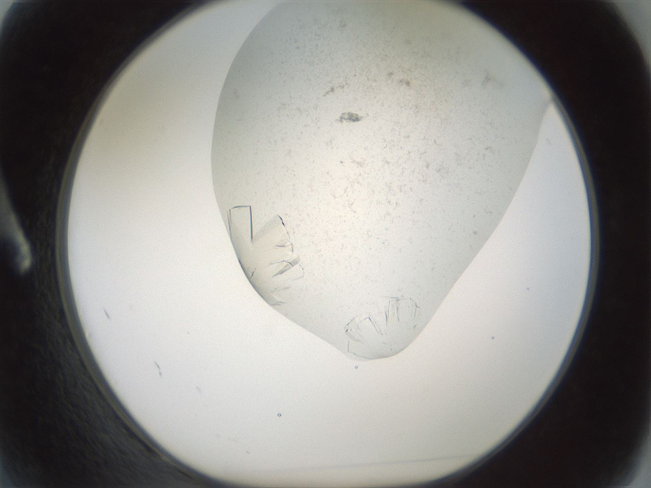 folderID196_plateID3196_batchID18020_wellNum2_profileID1_d1_r277769_ef.jpg