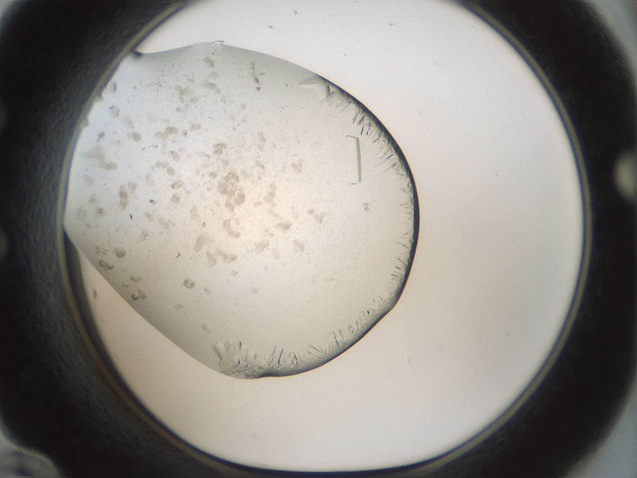 folderID196_plateID3196_batchID18248_wellNum60_profileID1_d1_r277827_ef.jpg