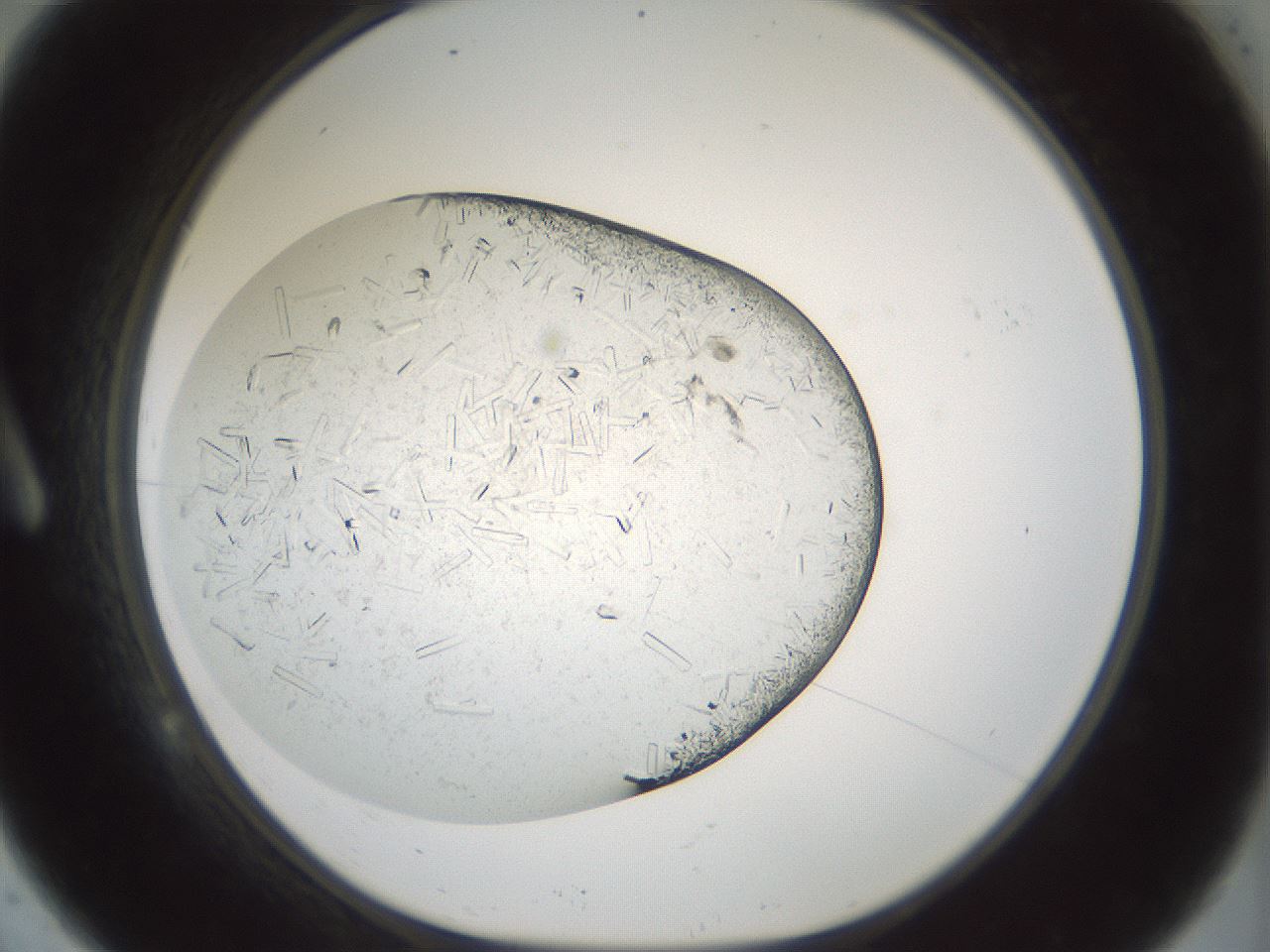 folderID196_plateID3196_batchID18248_wellNum9_profileID1_d1_r277776_ef.jpg