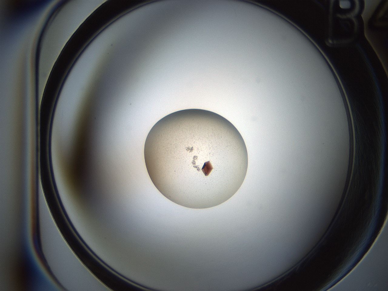 folderID166_plateID2166_batchID9471_wellNum10_profileID1_d1_r145712_ef.jpg