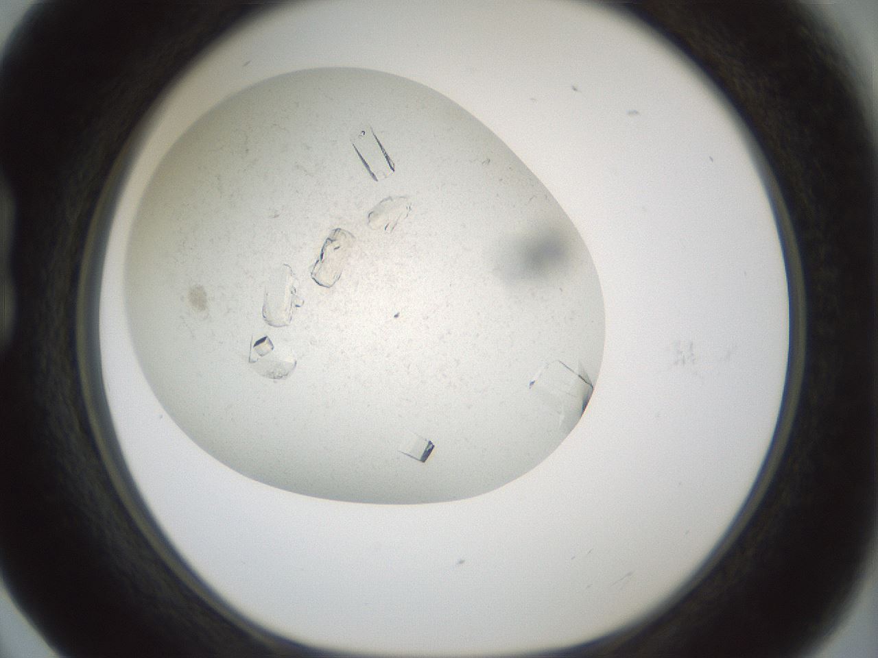 folderID196_plateID3196_batchID17947_wellNum17_profileID1_d1_r277784_ef.jpg