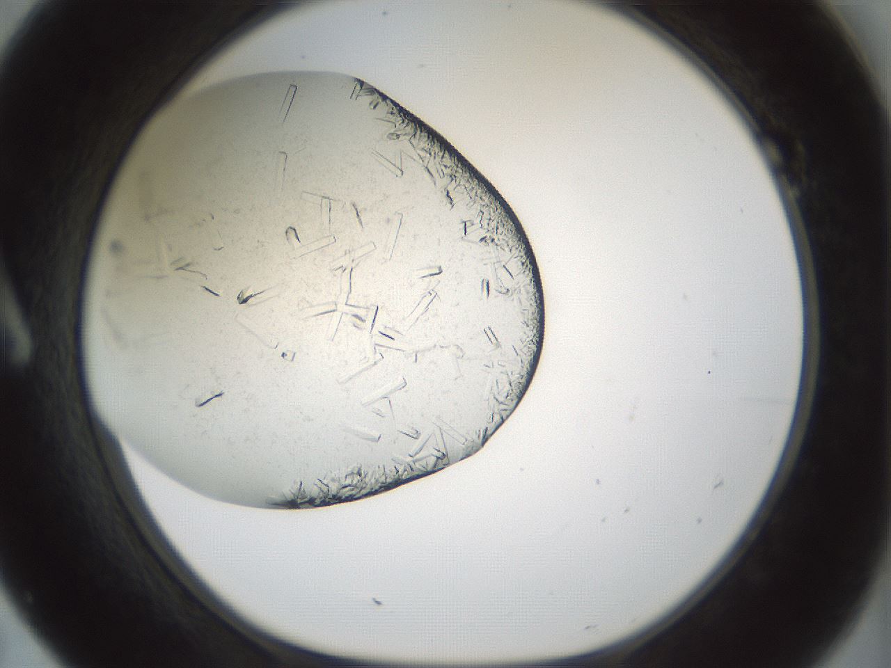 folderID196_plateID3196_batchID18020_wellNum7_profileID1_d1_r277774_ef.jpg