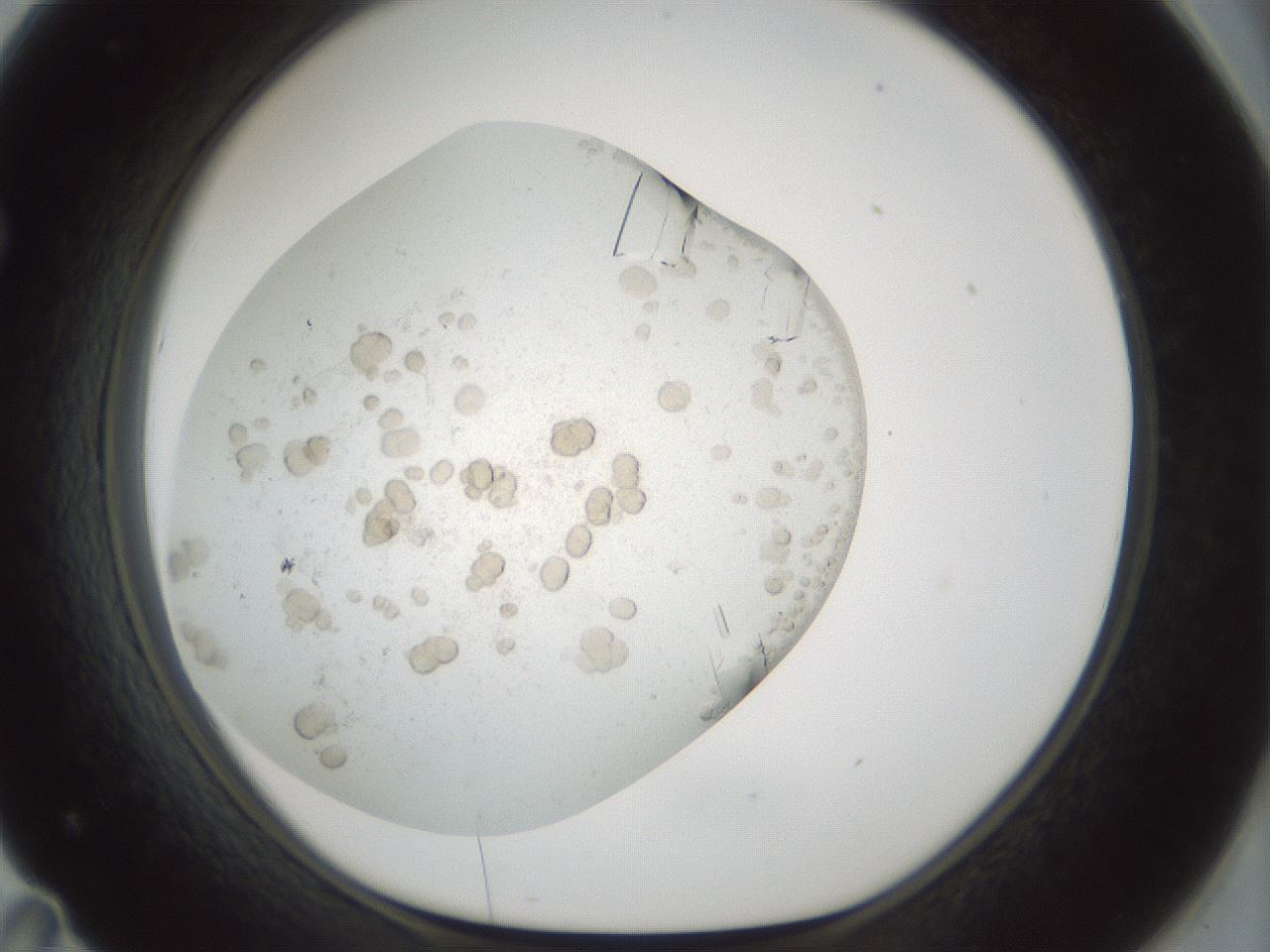 folderID196_plateID3196_batchID18414_wellNum71_profileID1_d1_r277838_ef.jpg