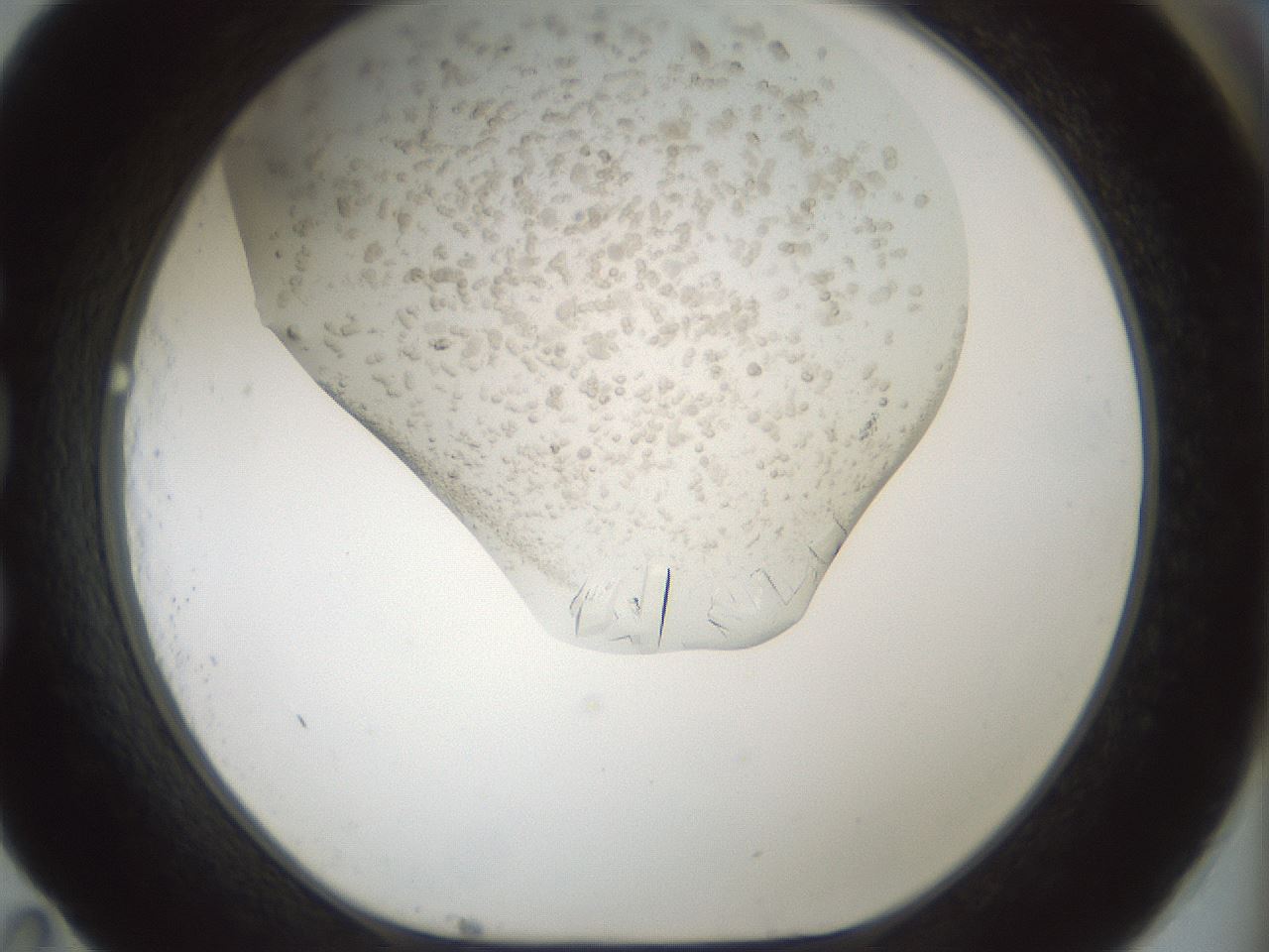 folderID196_plateID3196_batchID18414_wellNum83_profileID1_d1_r277850_ef.jpg