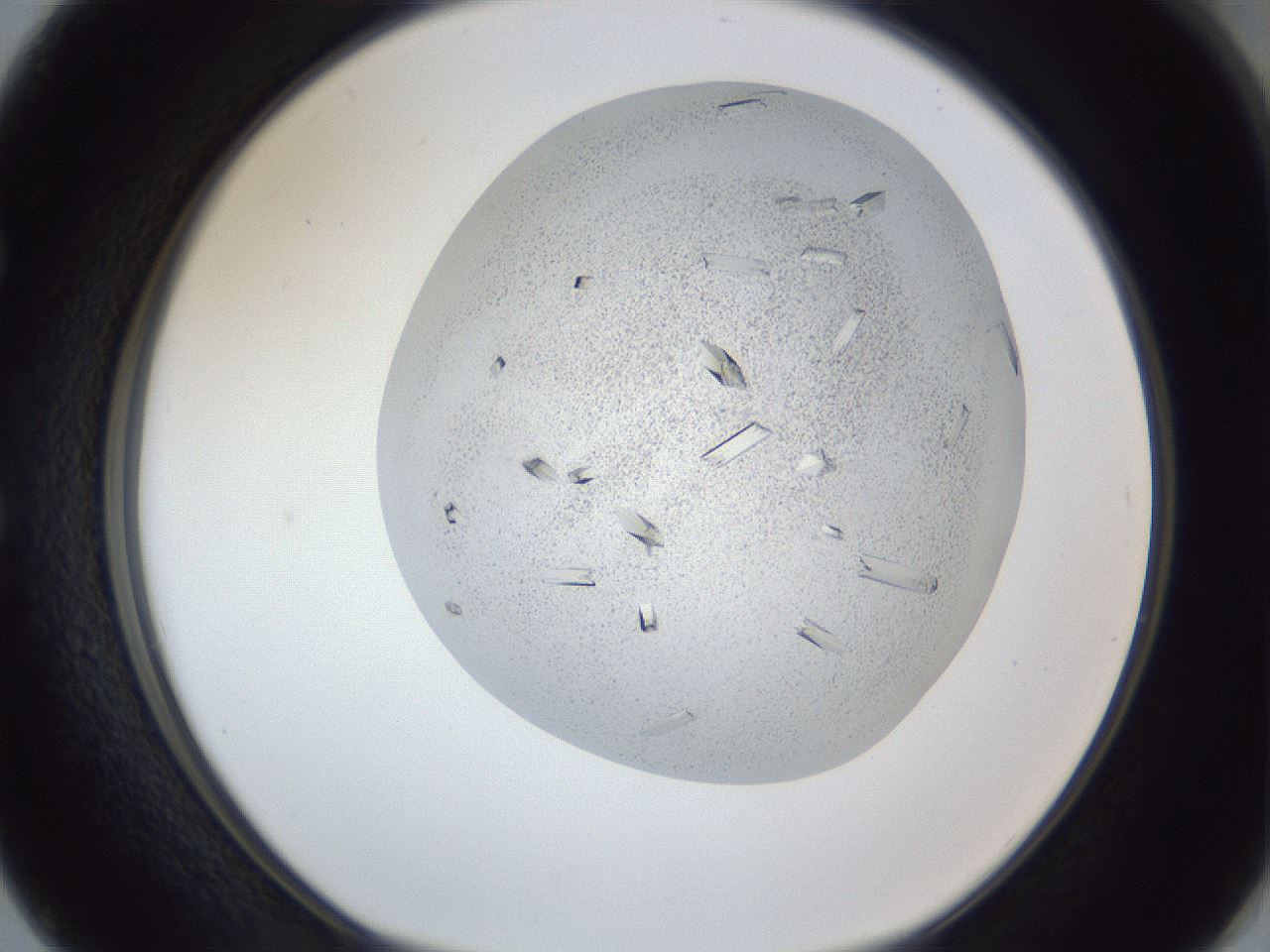 folderID202_plateID1202_batchID3359_wellNum50_profileID1_d1_r66512_ef.jpg