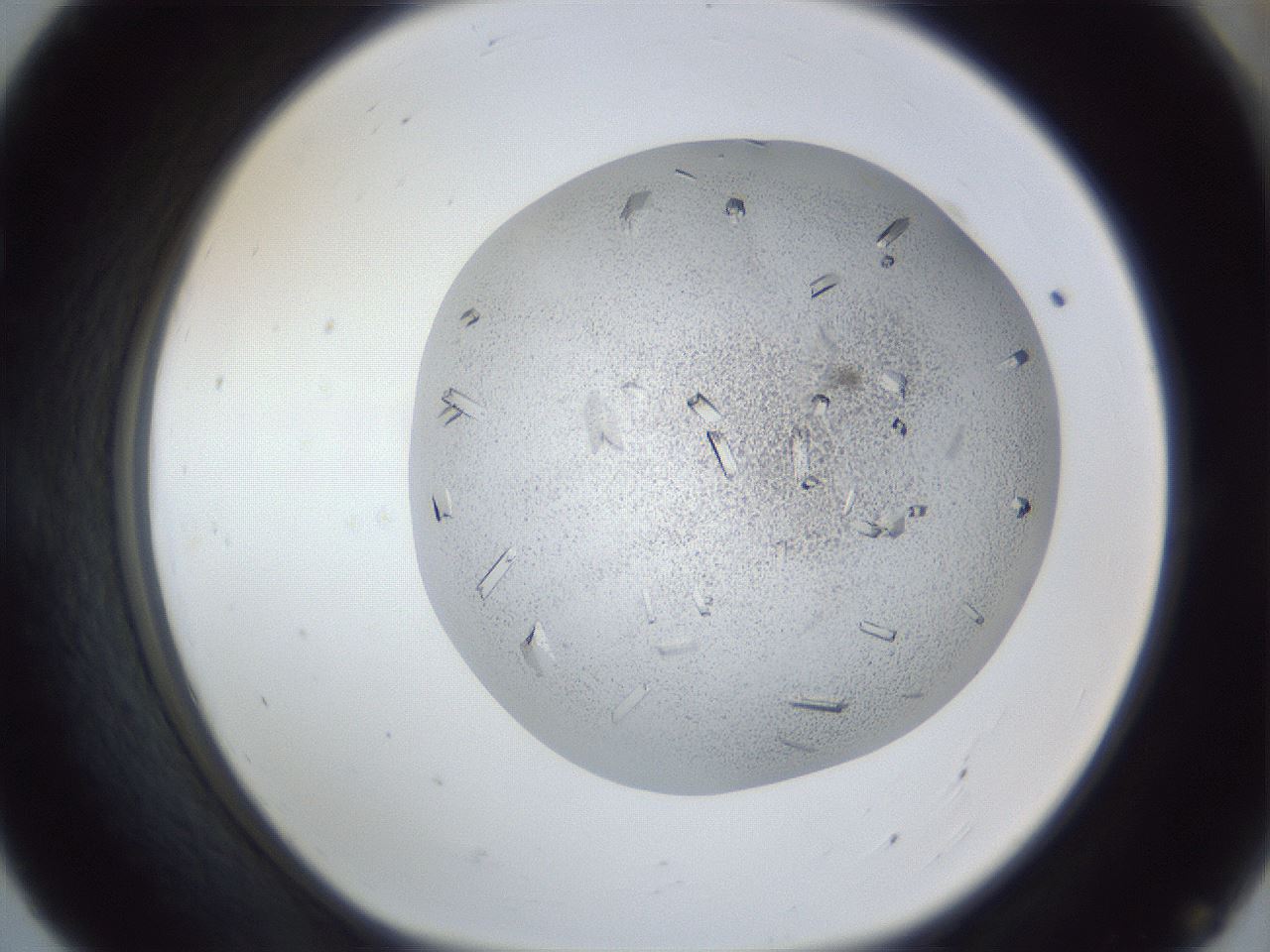 folderID202_plateID1202_batchID3359_wellNum55_profileID1_d1_r66517_ef.jpg