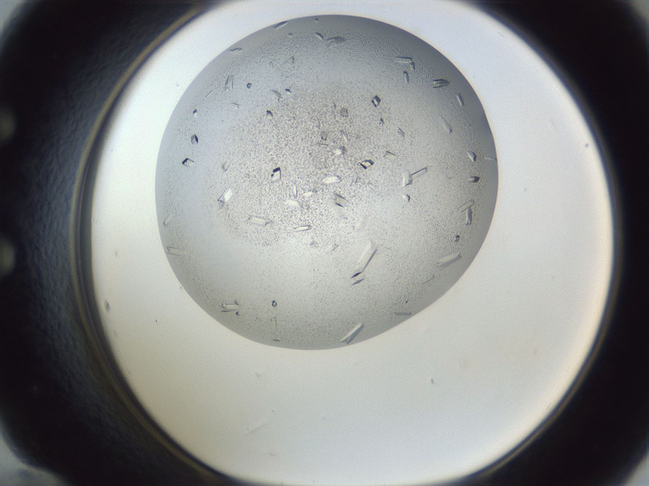 folderID202_plateID1202_batchID3359_wellNum60_profileID1_d1_r66522_ef.jpg
