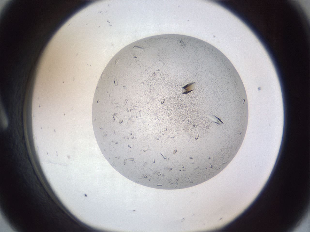 folderID202_plateID1202_batchID3359_wellNum8_profileID1_d1_r66470_ef.jpg