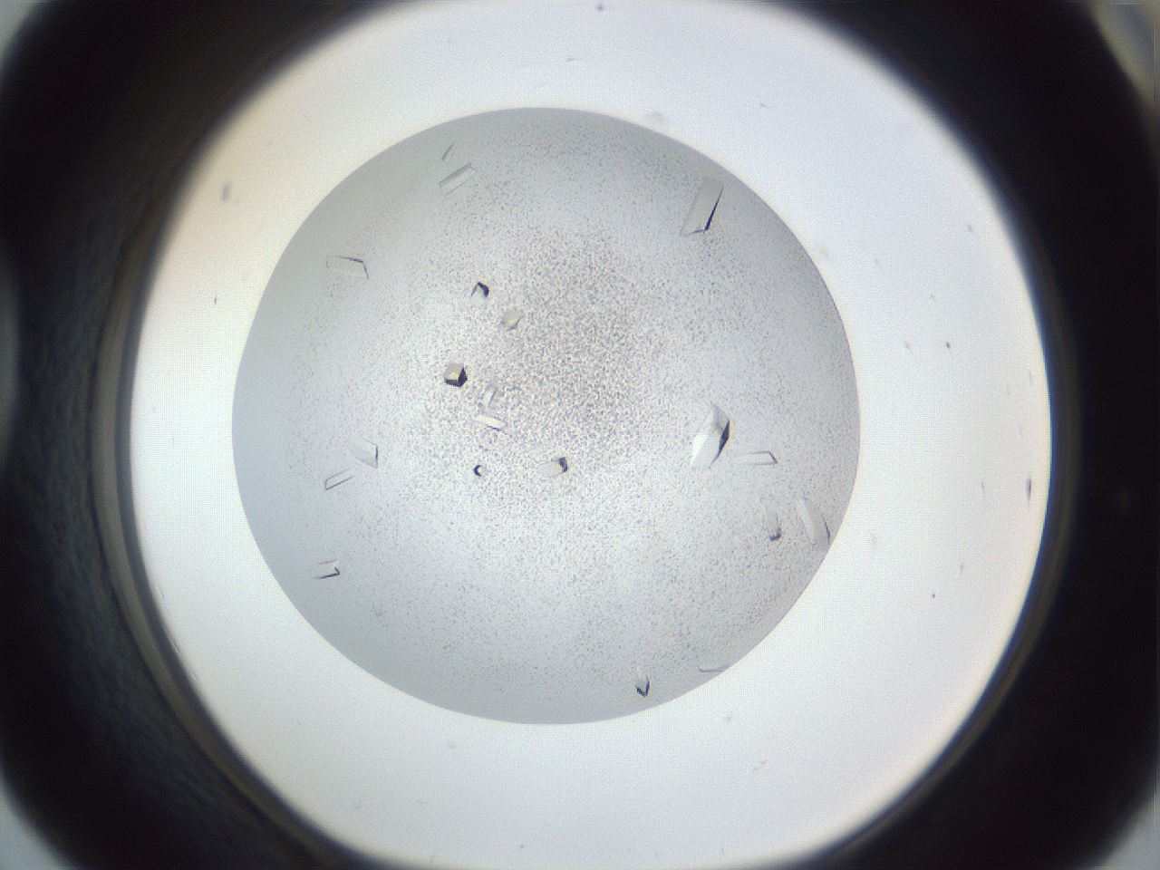 folderID202_plateID1202_batchID3396_wellNum42_profileID1_d1_r66504_ef.jpg