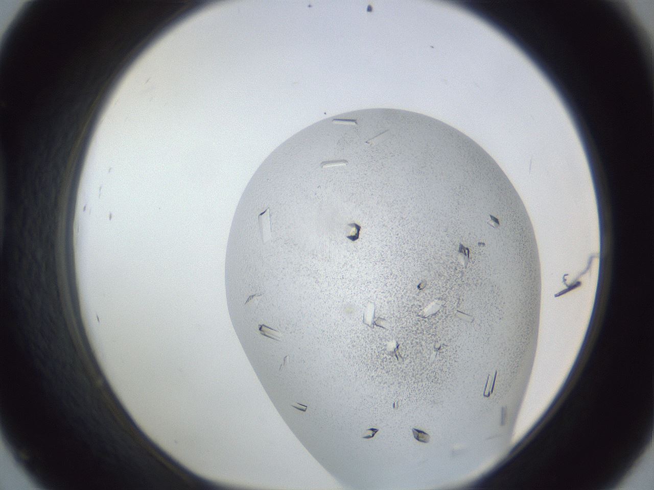 folderID202_plateID1202_batchID3786_wellNum45_profileID1_d1_r66507_ef.jpg