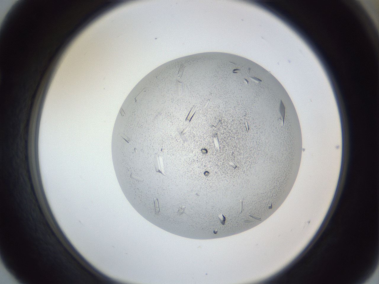 folderID202_plateID1202_batchID3786_wellNum52_profileID1_d1_r66514_ef.jpg