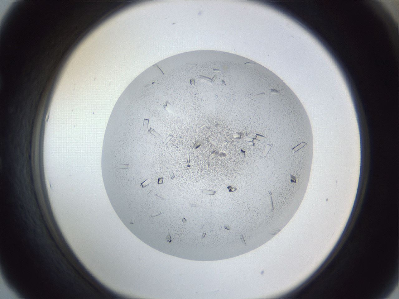 folderID202_plateID1202_batchID3786_wellNum53_profileID1_d1_r66515_ef.jpg