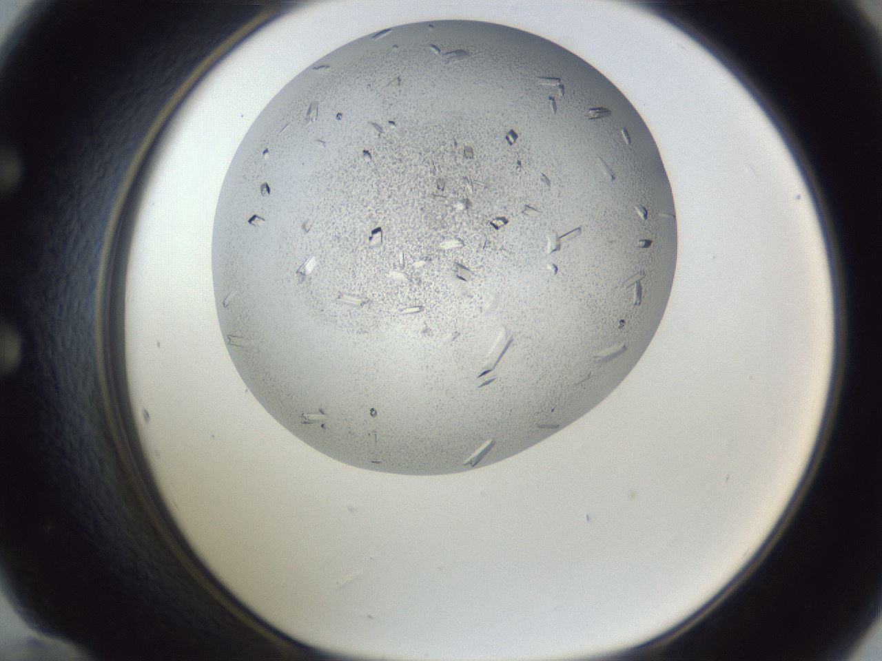 folderID202_plateID1202_batchID3786_wellNum60_profileID1_d1_r66522_ef.jpg