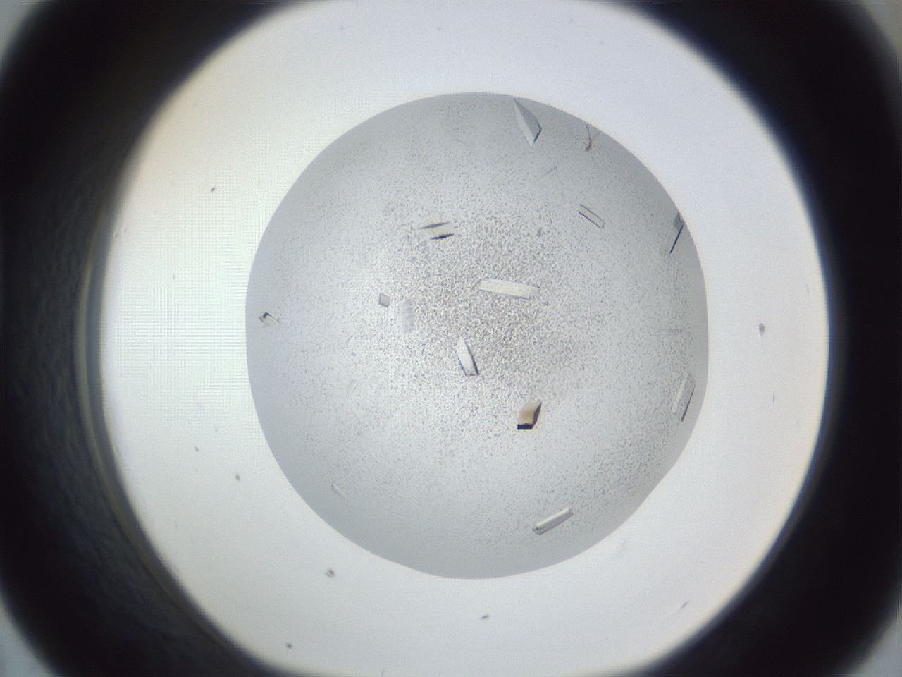 folderID202_plateID1202_batchID4054_wellNum43_profileID1_d1_r66505_ef.jpg
