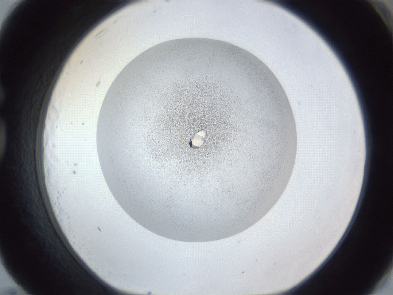 folderID202_plateID1202_batchID4054_wellNum83_profileID1_d1_r66545_ef.jpg