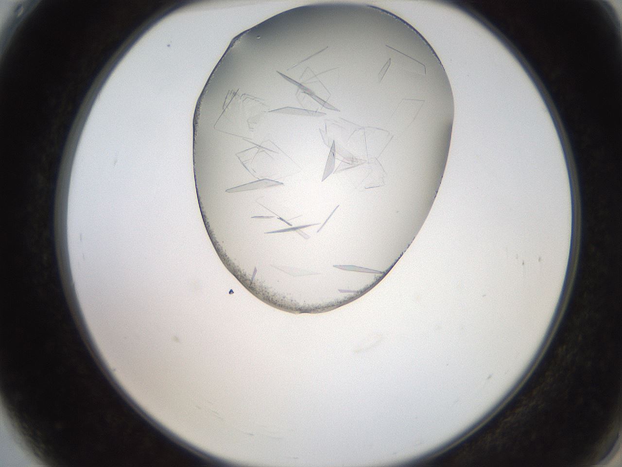 folderID205_plateID2205_batchID9904_wellNum4_profileID1_d2_r149950_ef.jpg