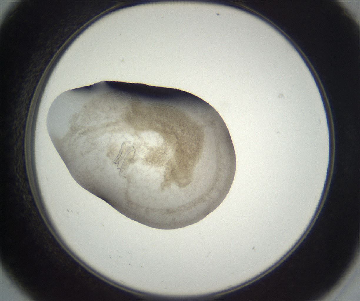 folderID205_plateID3205_batchID18990_wellNum8_profileID1_d2_r280771_ef.jpg