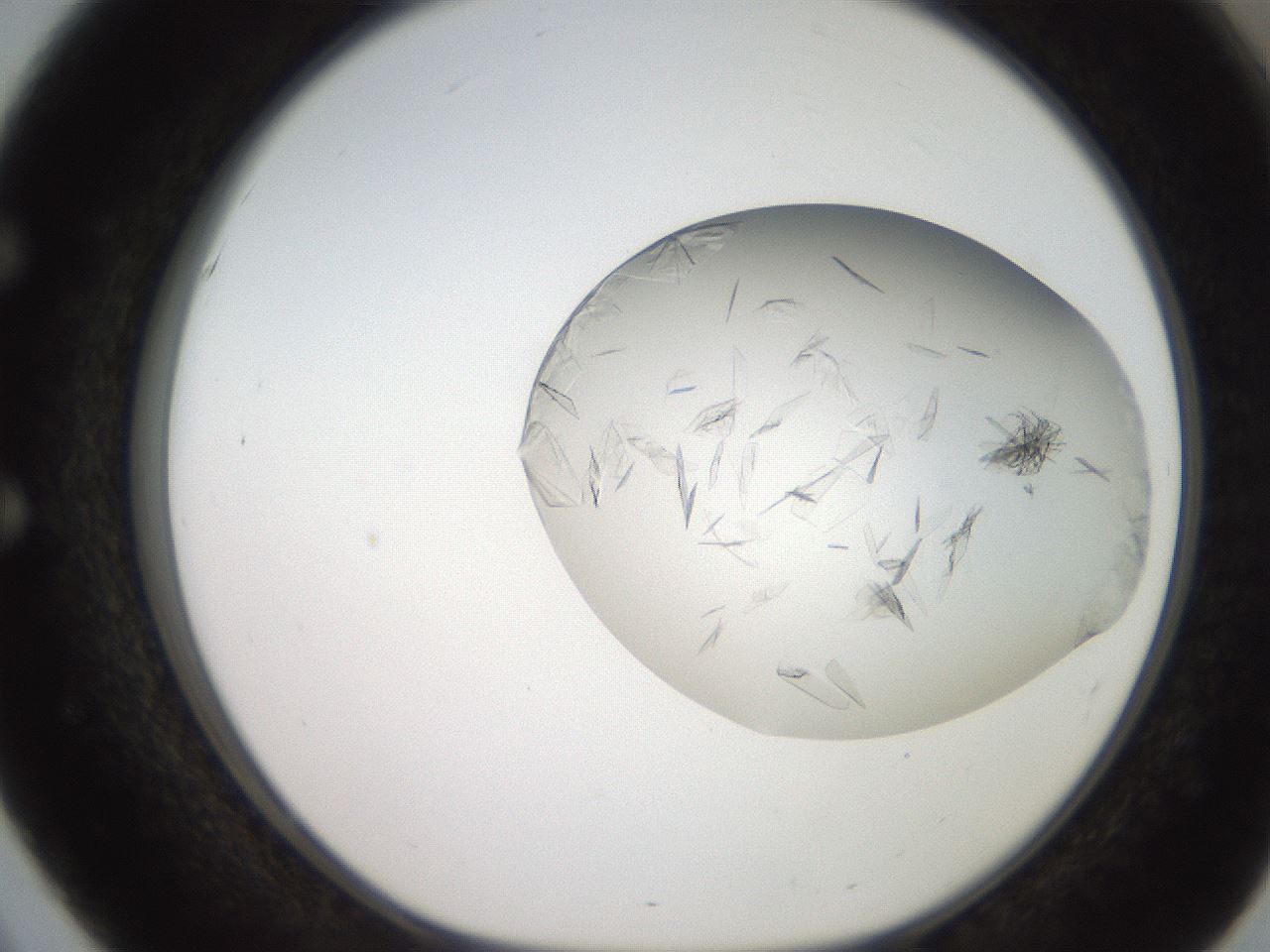 folderID206_plateID2206_batchID10268_wellNum51_profileID1_d1_r149851_ef.jpg