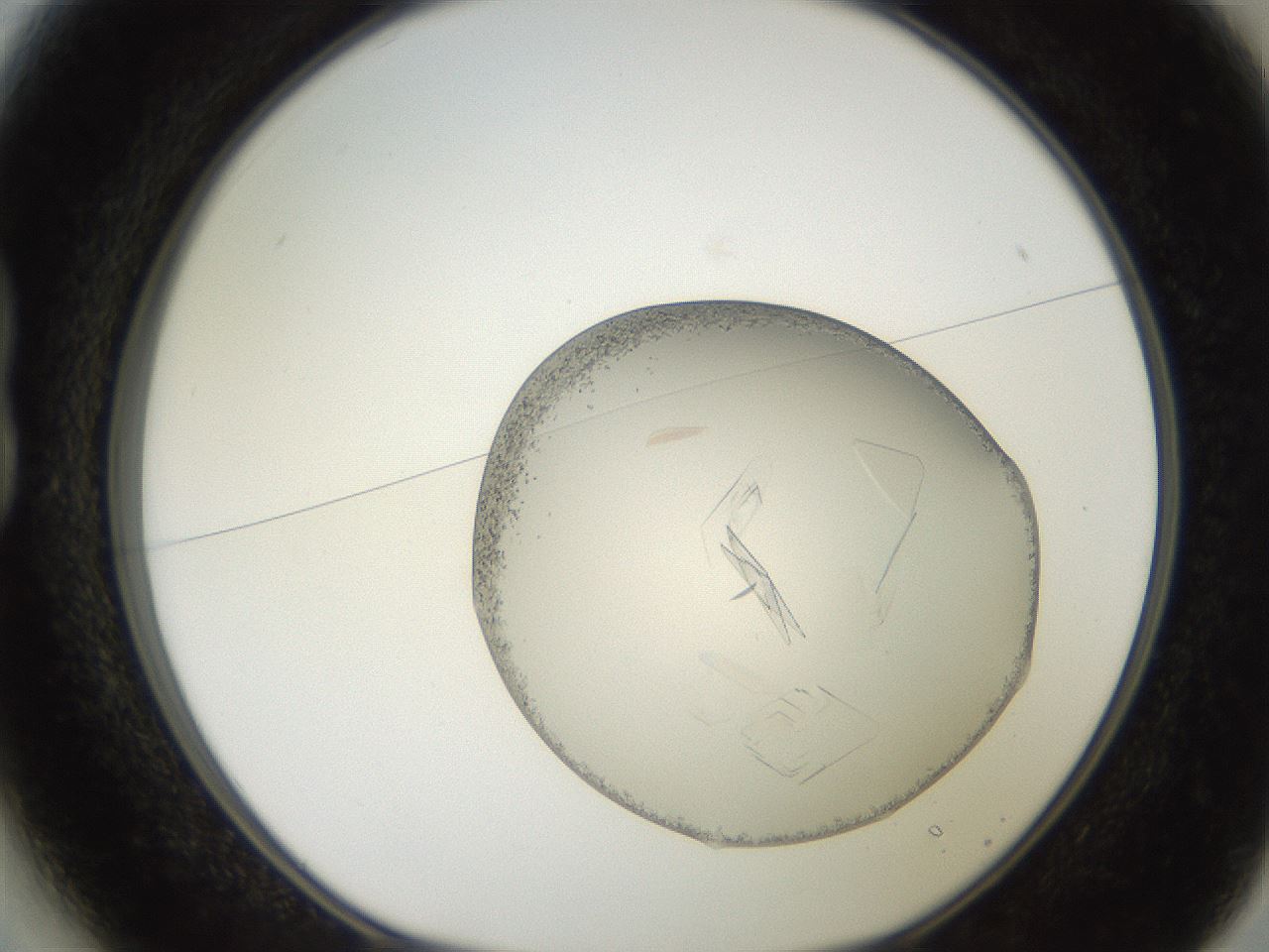 folderID206_plateID2206_batchID9795_wellNum13_profileID1_d1_r149775_ef.jpg