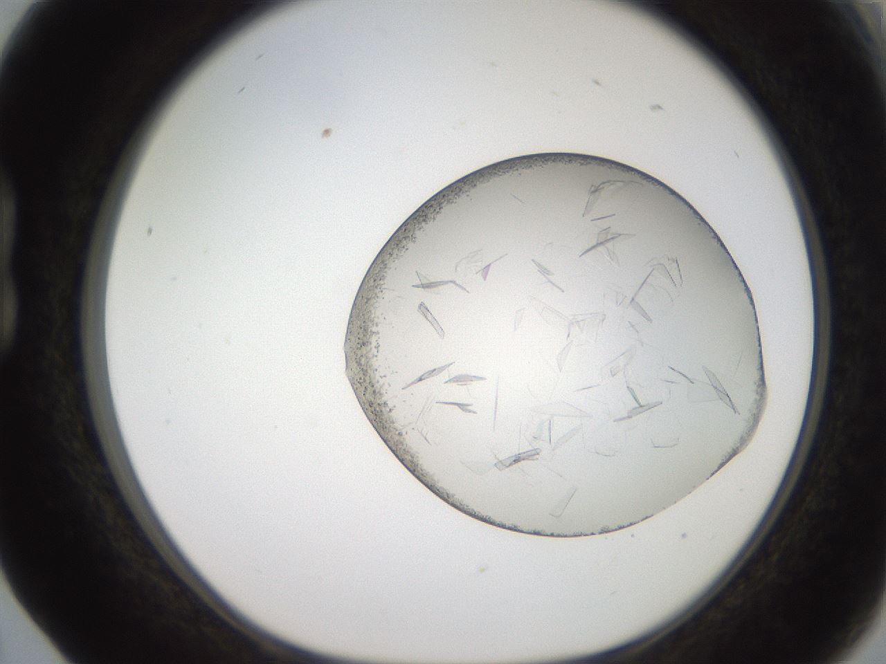 folderID206_plateID2206_batchID9895_wellNum17_profileID1_d1_r149783_ef.jpg