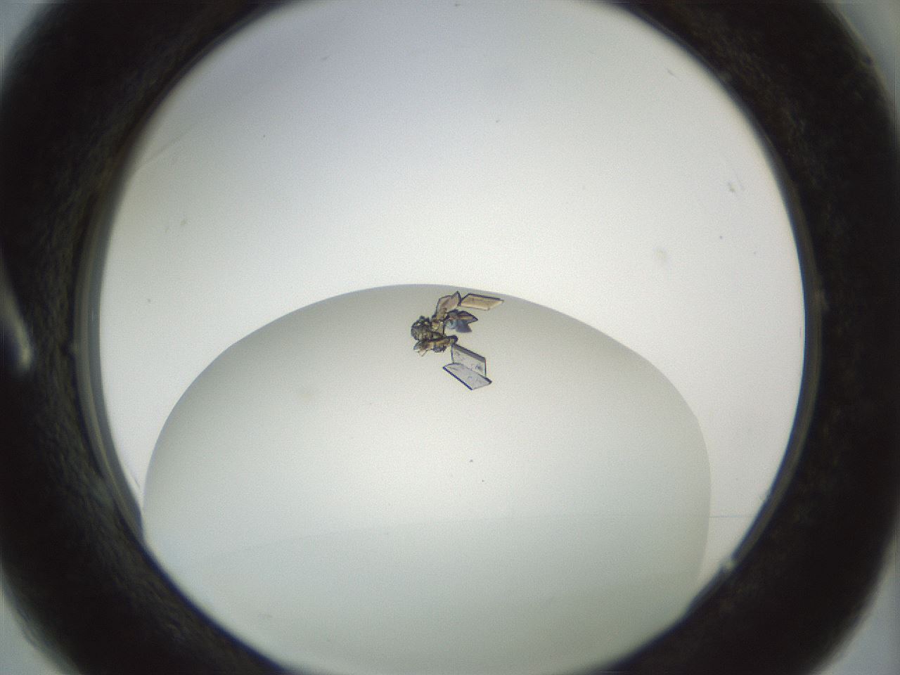 folderID207_plateID1207_batchID3380_wellNum1_profileID1_d1_r67616_ef.jpg