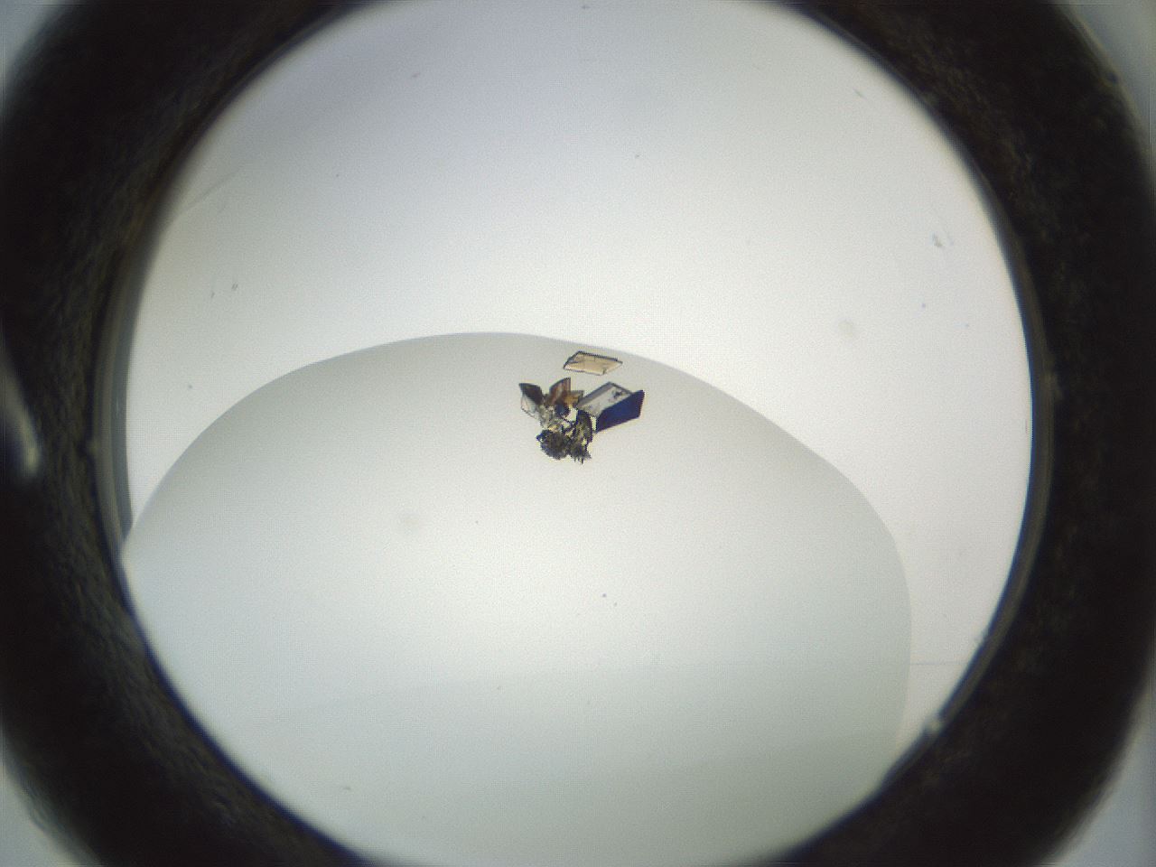 folderID207_plateID1207_batchID3621_wellNum1_profileID1_d1_r67616_ef.jpg