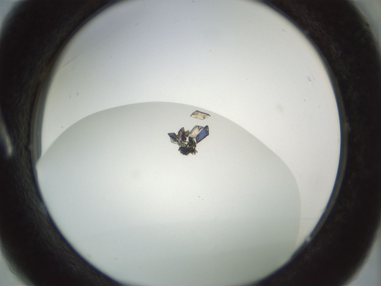 folderID207_plateID1207_batchID4432_wellNum1_profileID1_d1_r67616_ef.jpg