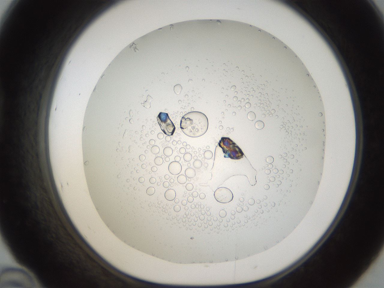 folderID213_plateID1213_batchID3374_wellNum46_profileID1_d1_r69050_ef.jpg
