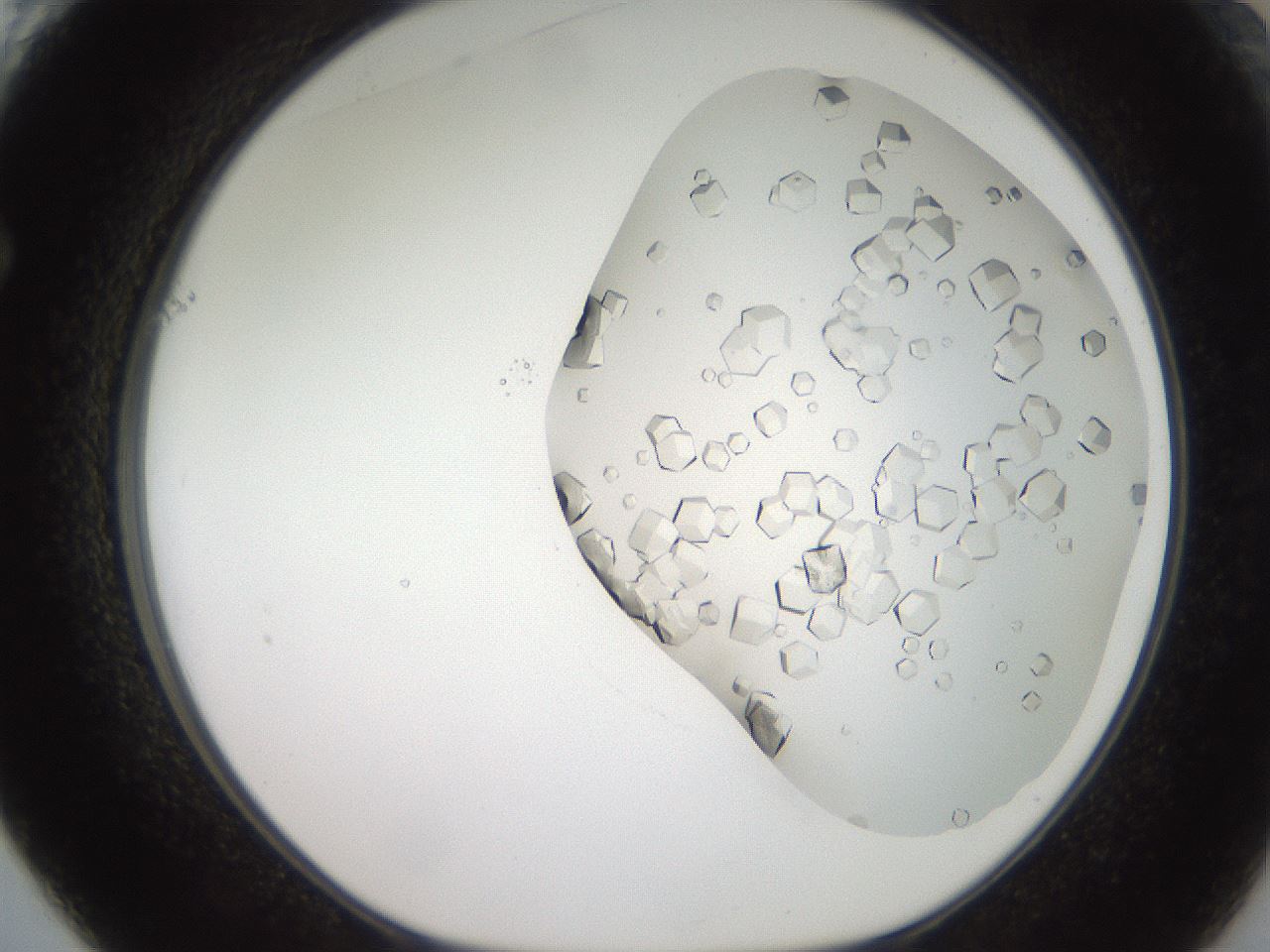 folderID22_plateID3022_batchID16463_wellNum61_profileID1_d1_r252411_ef.jpg