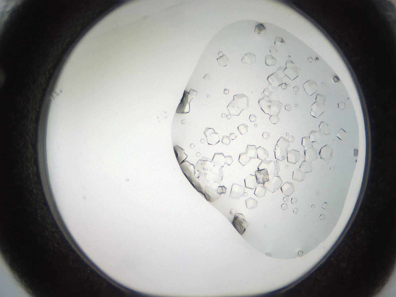 folderID22_plateID3022_batchID16542_wellNum61_profileID1_d1_r252411_ef.jpg