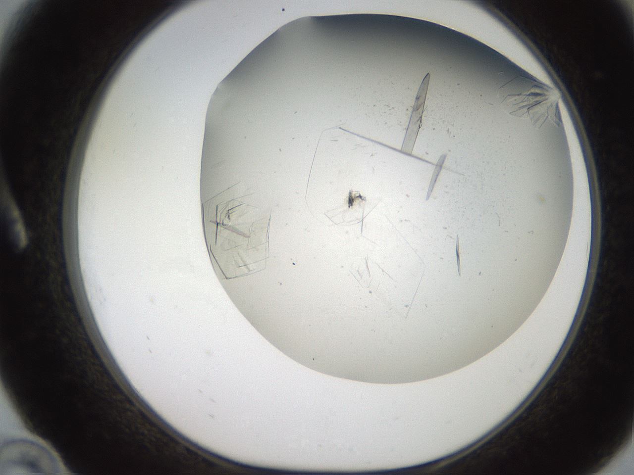 folderID235_plateID2235_batchID10012_wellNum10_profileID1_d1_r154468_ef.jpg