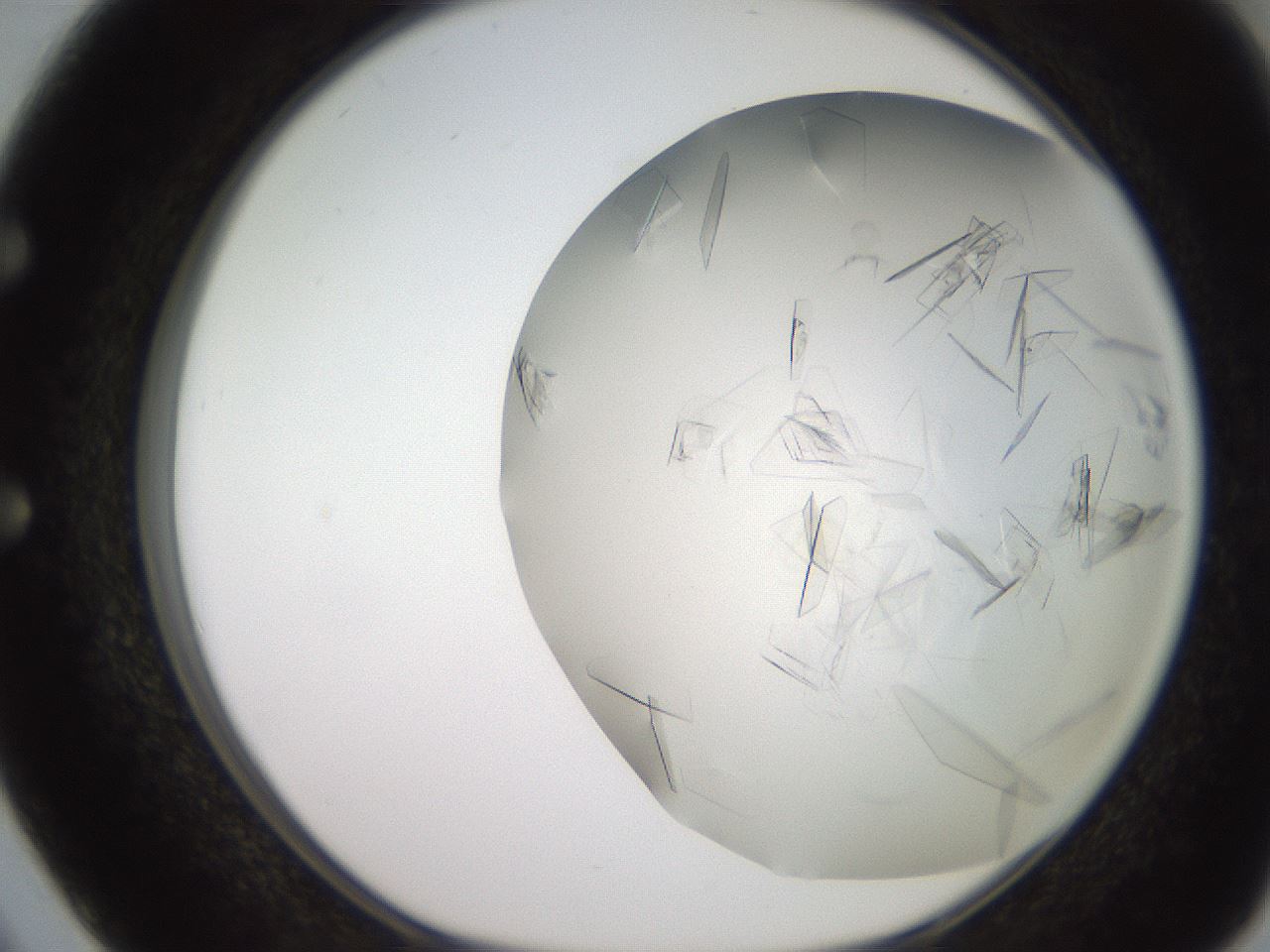 folderID235_plateID2235_batchID10019_wellNum50_profileID1_d1_r154508_ef.jpg