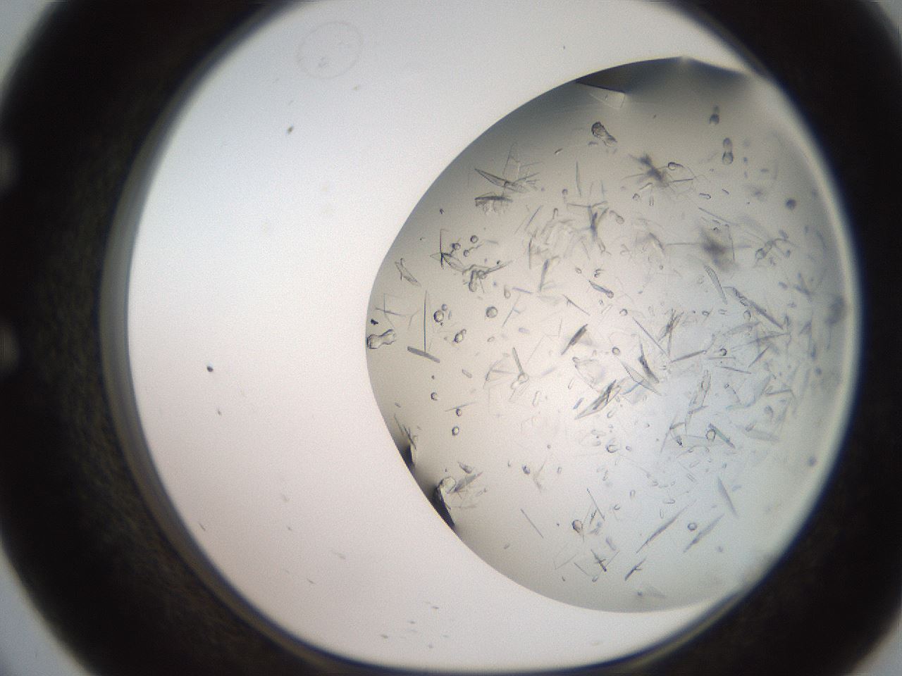 folderID235_plateID2235_batchID10059_wellNum57_profileID1_d1_r154515_ef.jpg
