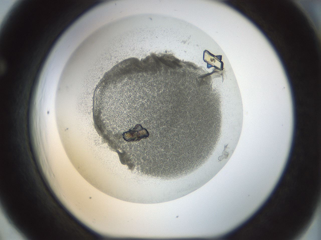 folderID209_plateID1209_batchID3353_wellNum66_profileID1_d1_r69282_ef.jpg