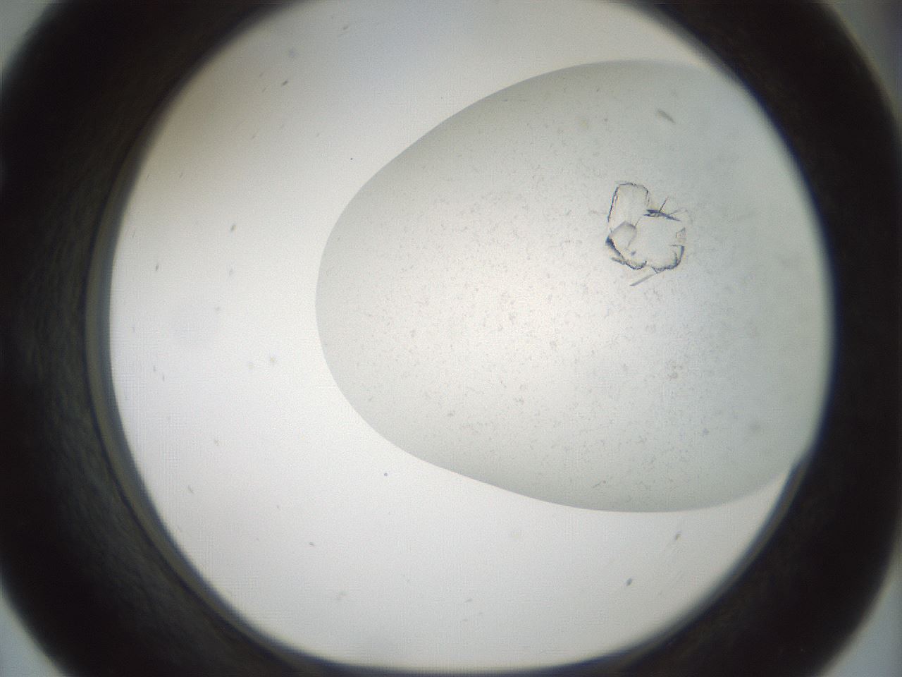 folderID196_plateID3196_batchID18414_wellNum55_profileID1_d1_r277822_ef.jpg