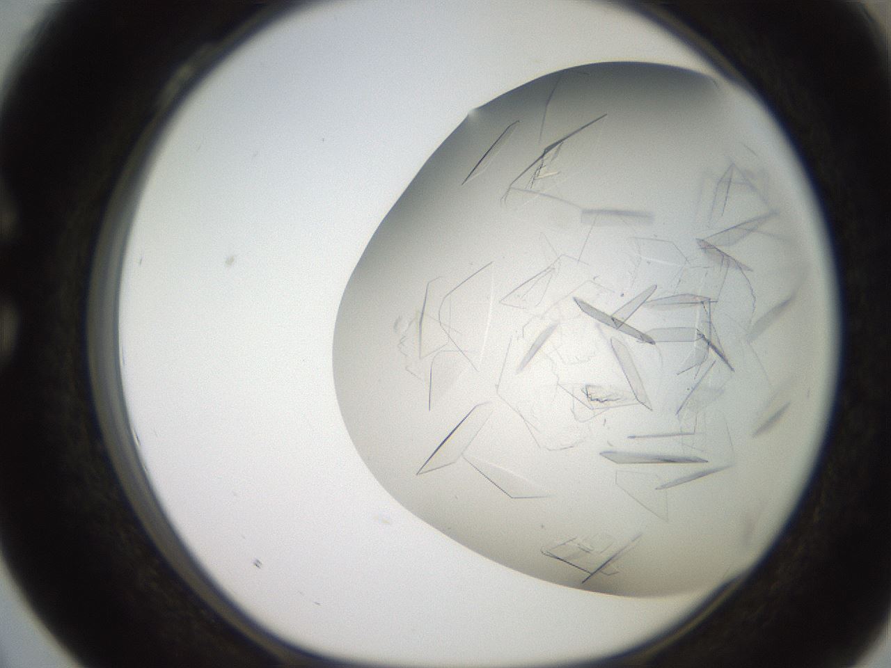 folderID235_plateID2235_batchID10451_wellNum28_profileID1_d1_r154486_ef.jpg