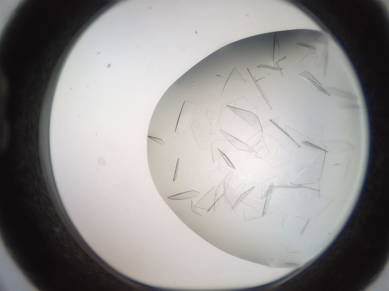 folderID235_plateID2235_batchID9984_wellNum21_profileID1_d1_r154479_ef.jpg