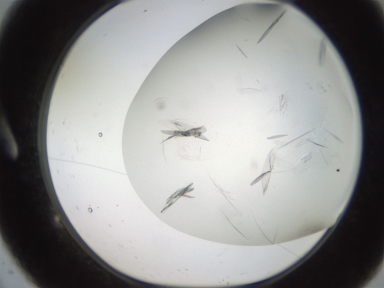 folderID236_plateID2236_batchID10020_wellNum9_profileID1_d1_r154563_ef.jpg