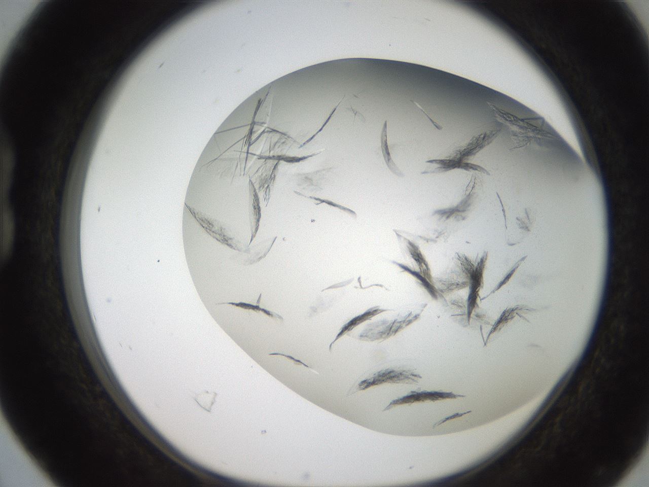 folderID236_plateID2236_batchID10452_wellNum16_profileID1_d1_r154570_ef.jpg