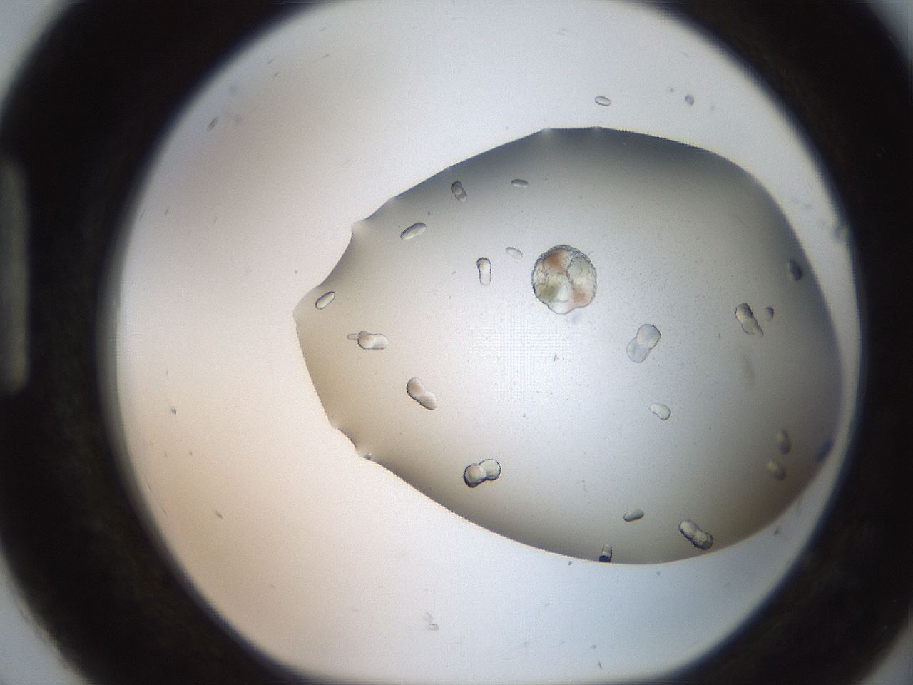 folderID241_plateID2241_batchID10322_wellNum92_profileID1_d1_r154957_ef.jpg