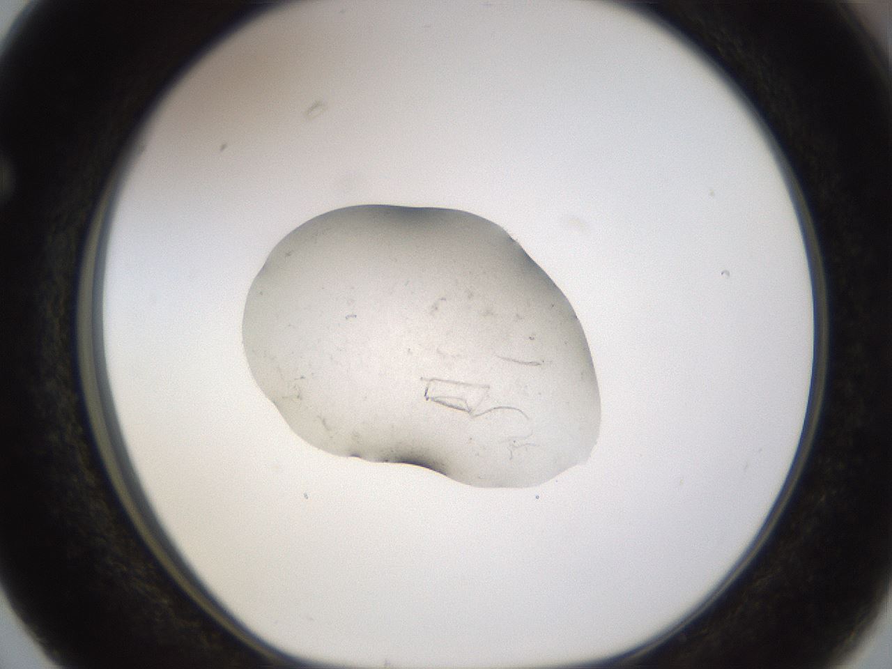 folderID245_plateID3245_batchID19202_wellNum63_profileID1_d1_r283391_ef.jpg