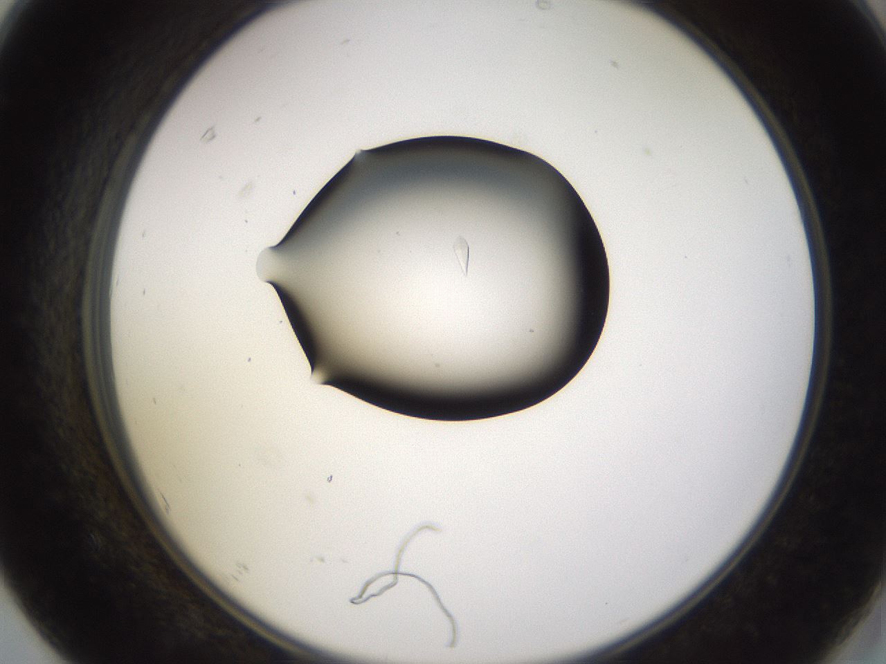 folderID247_plateID3247_batchID19199_wellNum67_profileID1_d2_r282824_ef.jpg