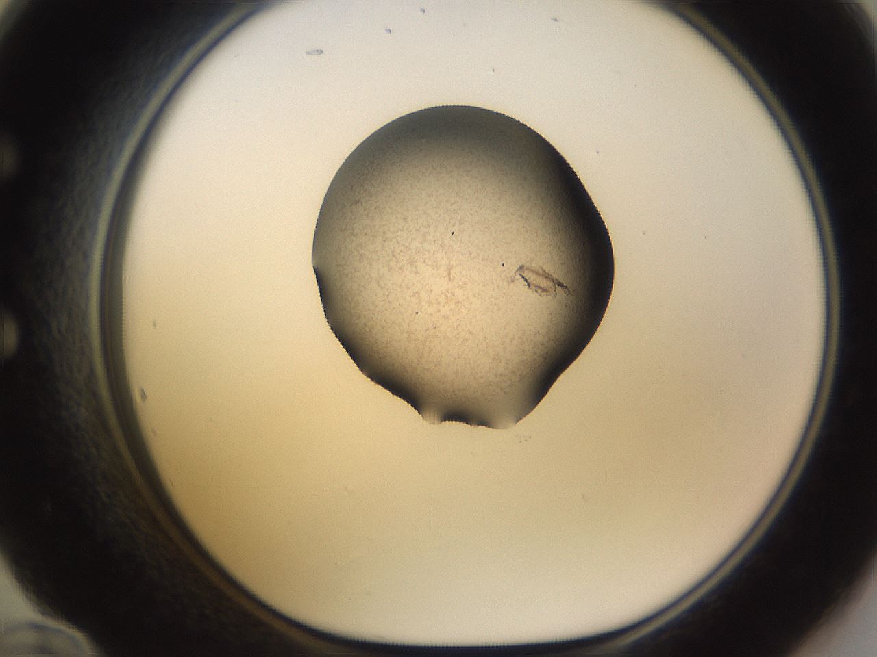 folderID249_plateID3249_batchID18291_wellNum60_profileID1_d1_r285881_ef.jpg