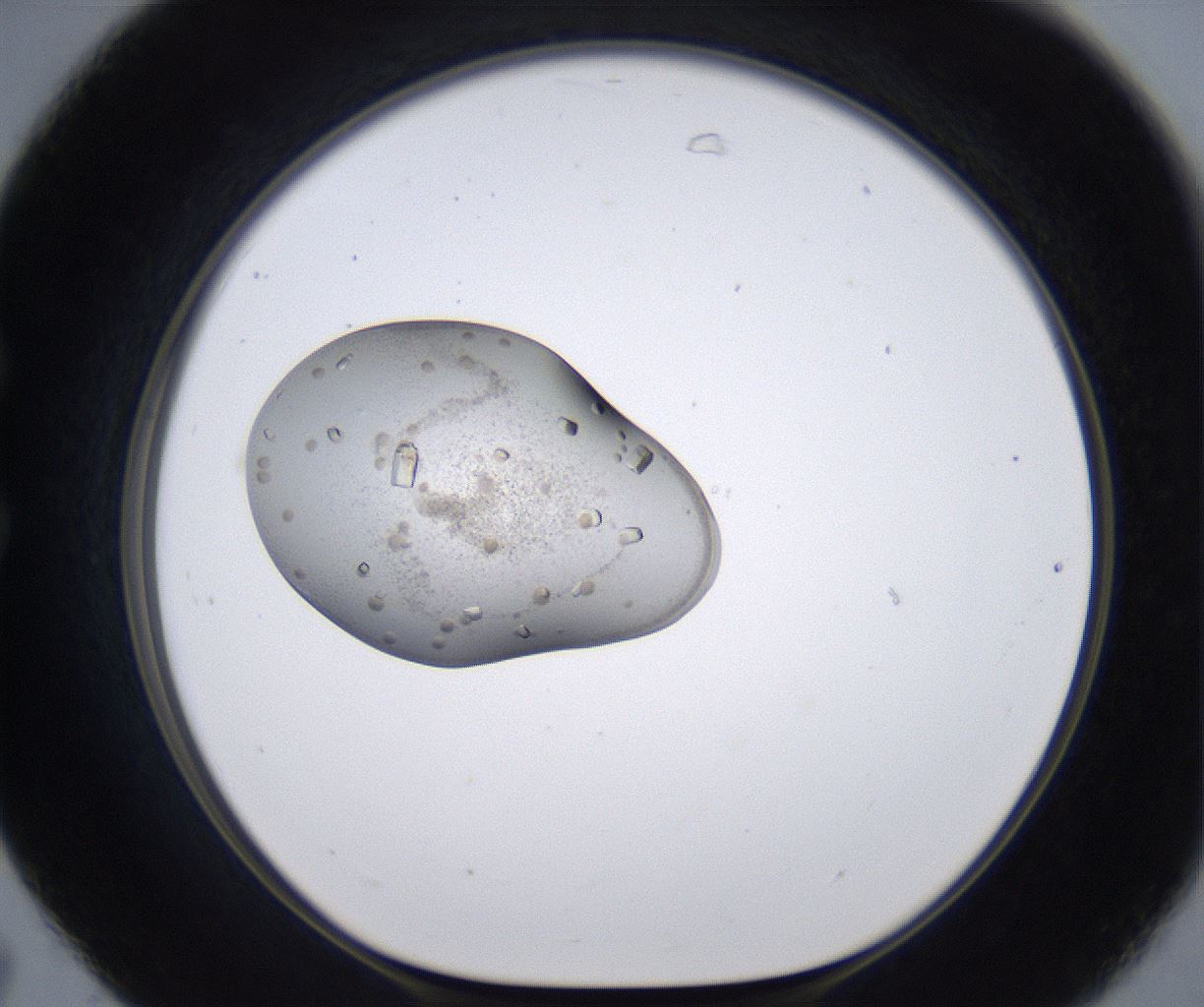 folderID266_plateID2266_batchID10309_wellNum31_profileID1_d1_r157984_ef.jpg