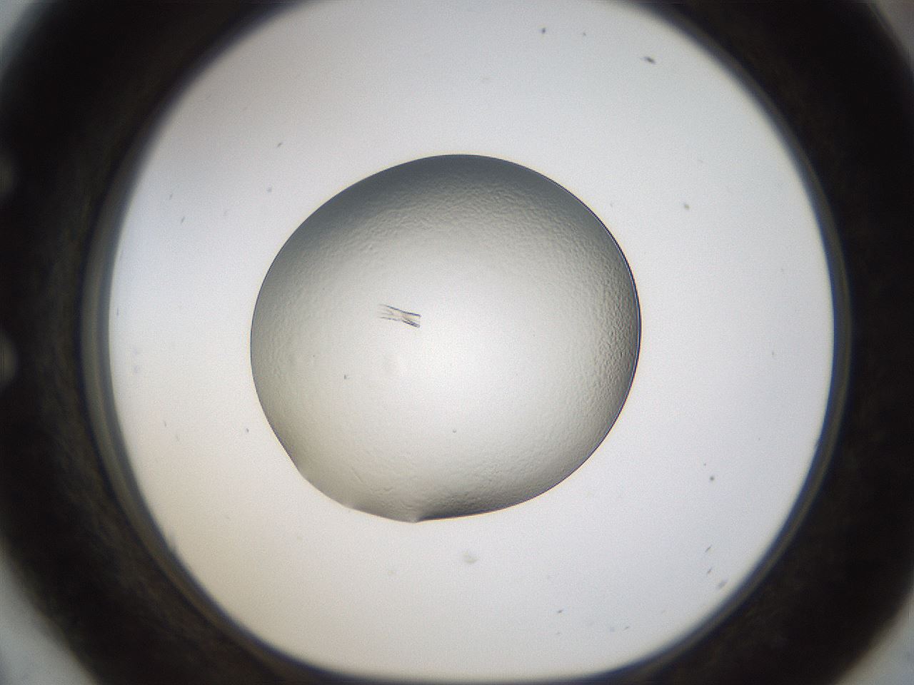 folderID293_plateID1293_batchID3930_wellNum54_profileID1_d1_r77789_ef.jpg