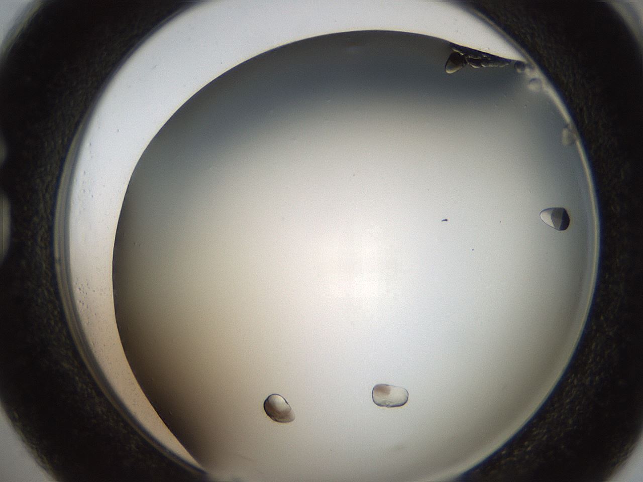 folderID306_plateID2306_batchID11065_wellNum73_profileID1_d1_r162367_ef.jpg